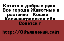 Котята в добрые руки - Все города Животные и растения » Кошки   . Калининградская обл.,Советск г.